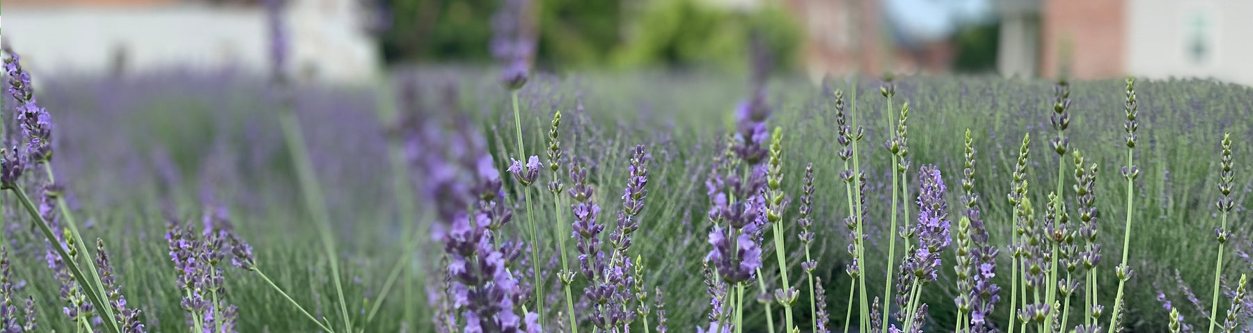 Lavender Field of Dreams