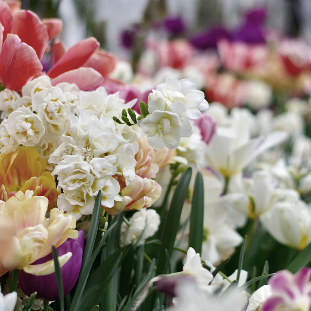 Blooming Plants
