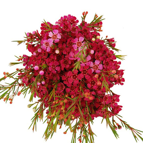 Waxflower