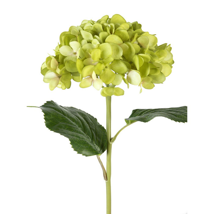 21 in Mophead Hydrangea - Green