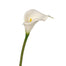 Single Calla Lily - Cream