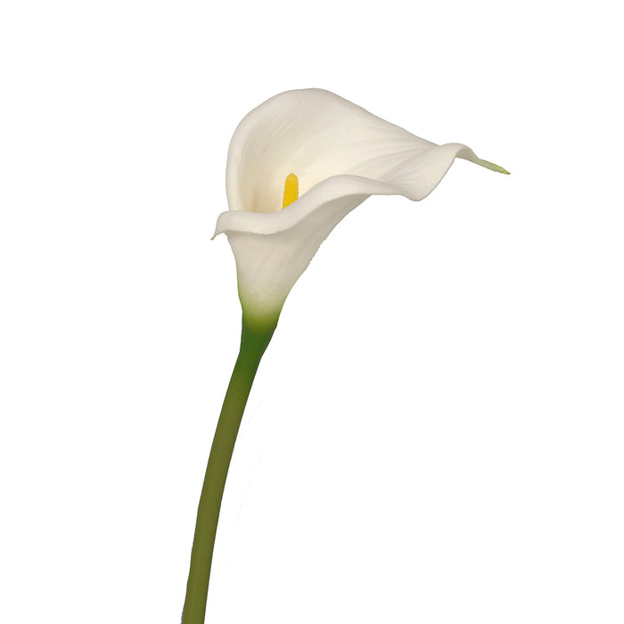 Single Calla Lily - Cream