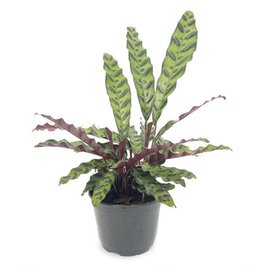 Calathea Rattlesnake