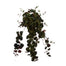 Creeping Charlie - Two Tone Green/Red