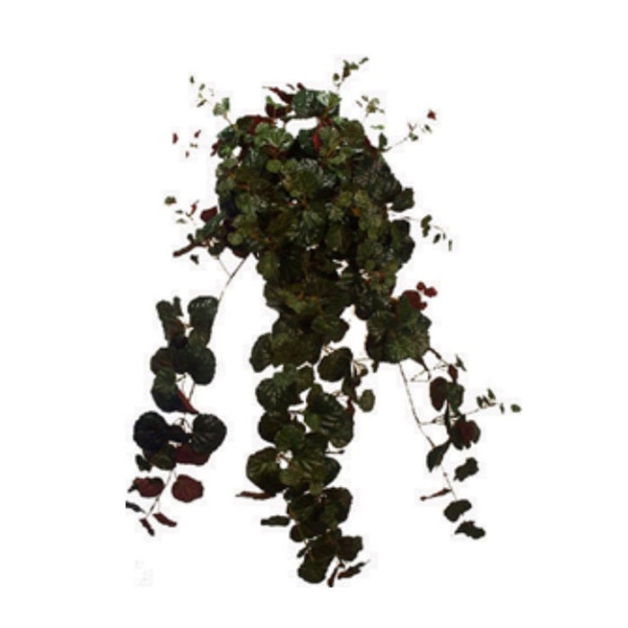 Creeping Charlie - Two Tone Green/Red