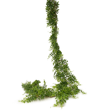 6' Buckler Fern Garland - Green