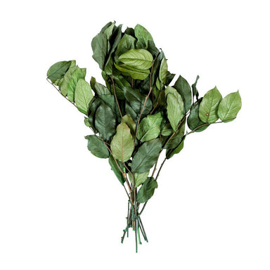 Preserved Salal