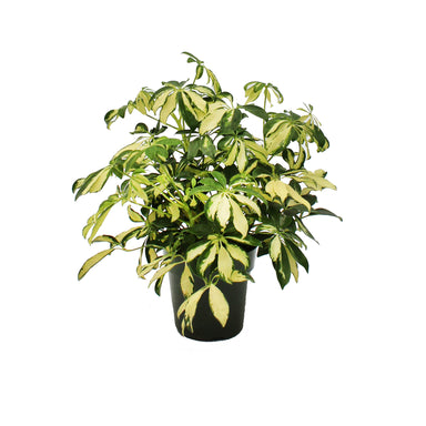 Schefflera Amate