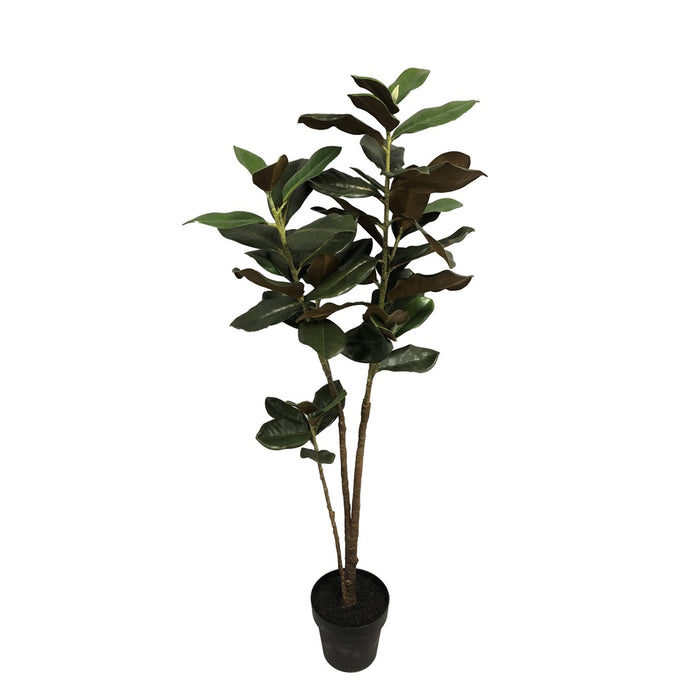Magnolia Tree In Black Plastic Pot - Green