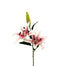 Stargazer Lily w/Bud - Pink