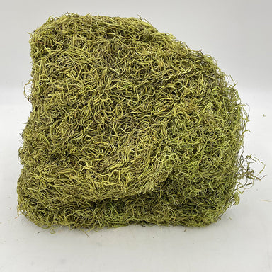 Spanish Moss Bagged - Light Green