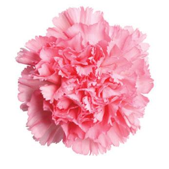 Carnation