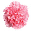 Carnation