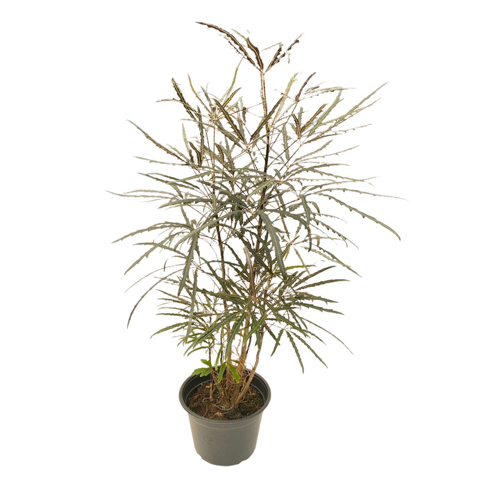6" Aralia