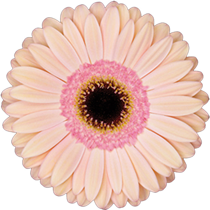 Gerber Daisy