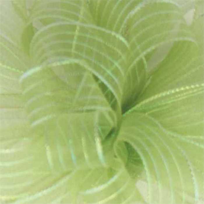 Striped Chiffon Lime 3 50Yd