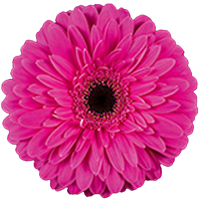 Gerber Daisy