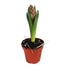 Hyacinth Plants