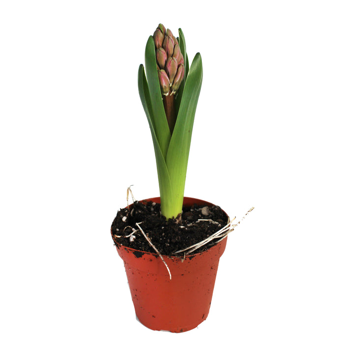 Hyacinth Plants