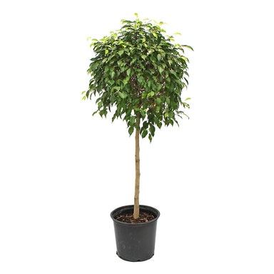 Ficus Standard