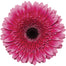 Gerbera Hot Pink Mariatta