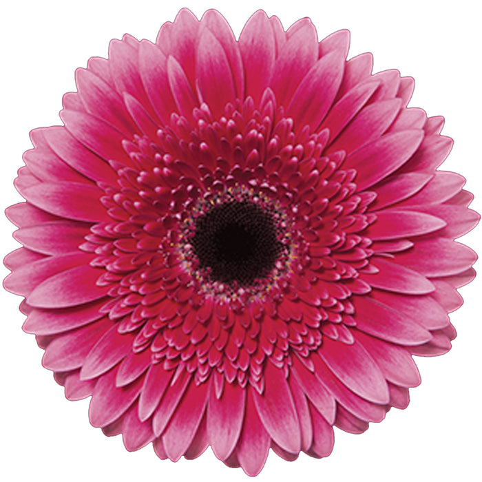 Gerbera Hot Pink Mariatta