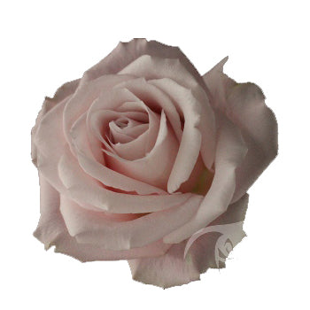 Rose 50cm Sweet Escimo