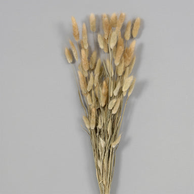 25" Dried Bunny Tail Bunch - Natural