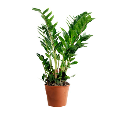 ZZ Plant