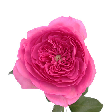 Garden Rose Baroness