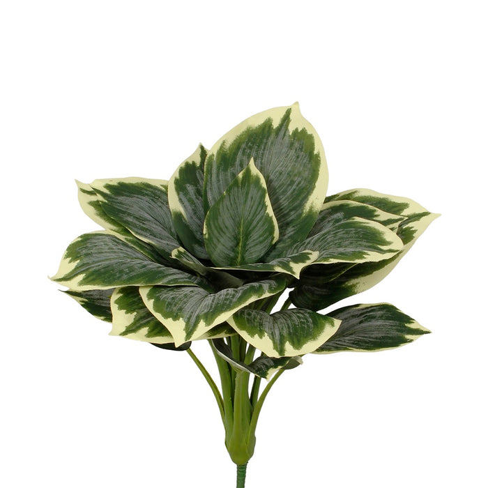21 in Frosted Hasta Bush - Variegated
