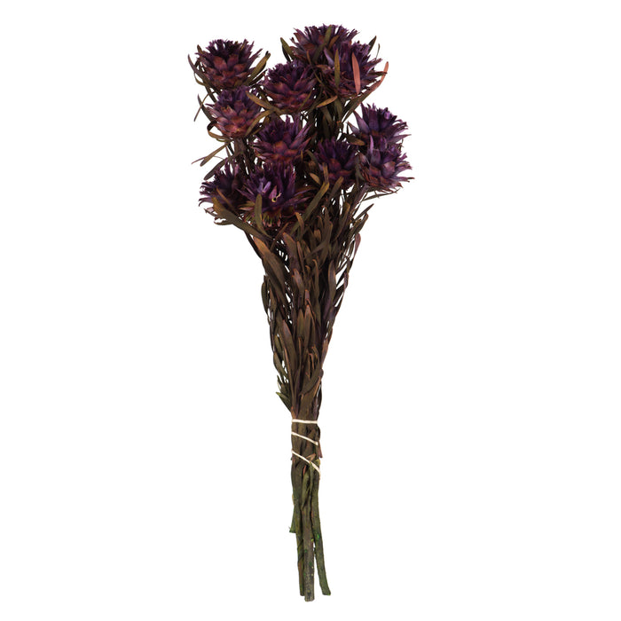 8-20 in Violet Plumosum Bundle (8 Heads)