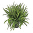 Kimberly Queen Fern