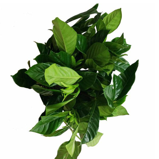 Gardenia Foliage