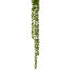 25 In String Pearl Succulent - Green