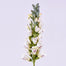 32" Foxglove Stem - White