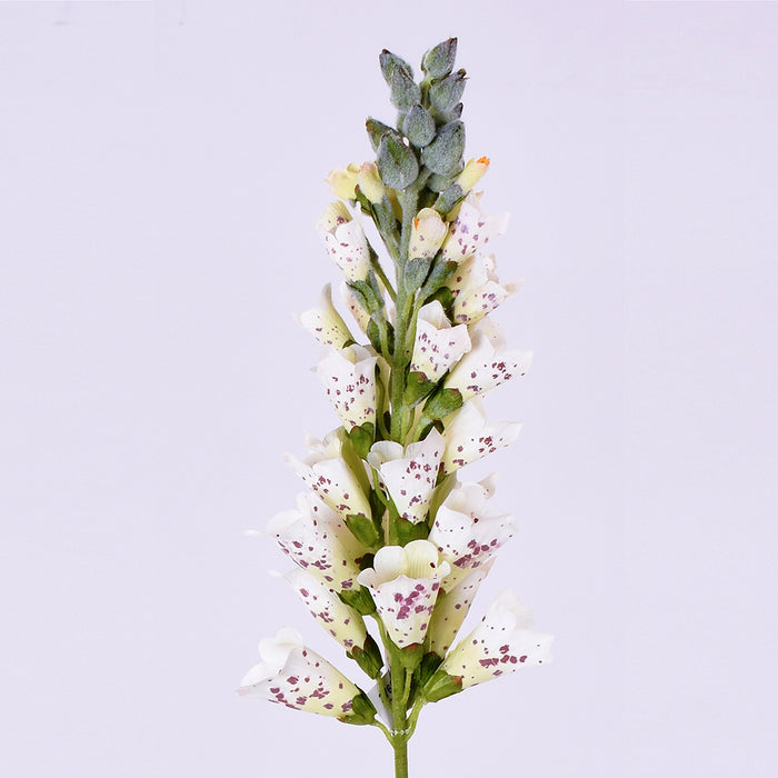 32" Foxglove Stem - White