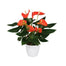 Anthurium Plant