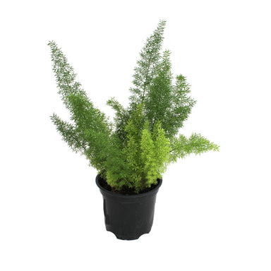 Foxtail Fern