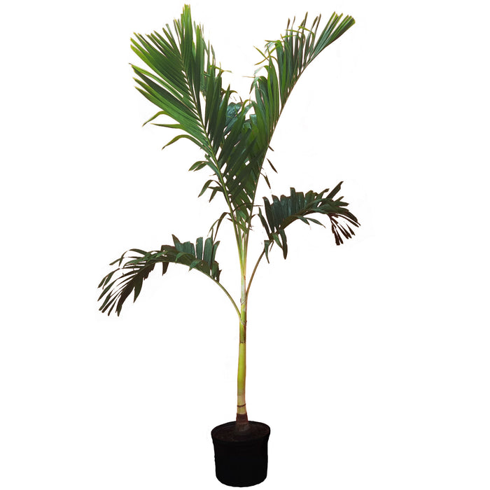 Adonidia Palm