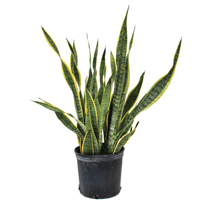 Sansevieria