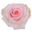 Rose 60cm Novia