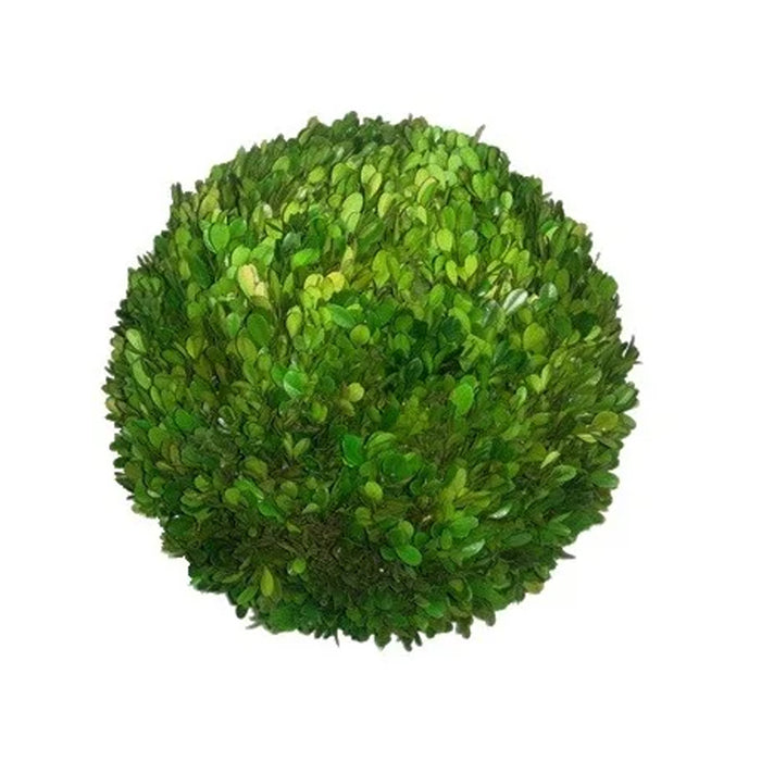 16'' Preserved Boxwood Ball - Green