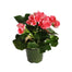 Rieger Begonia