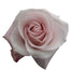 Pink Roses