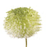 Foxtail Lily Ball