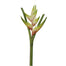 36" Torch Heliconia - White