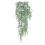 Boston Fern Hanging Vine