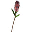 29" Mink Protea - Burgundy