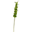 29" Bells of Ireland Stem - Green